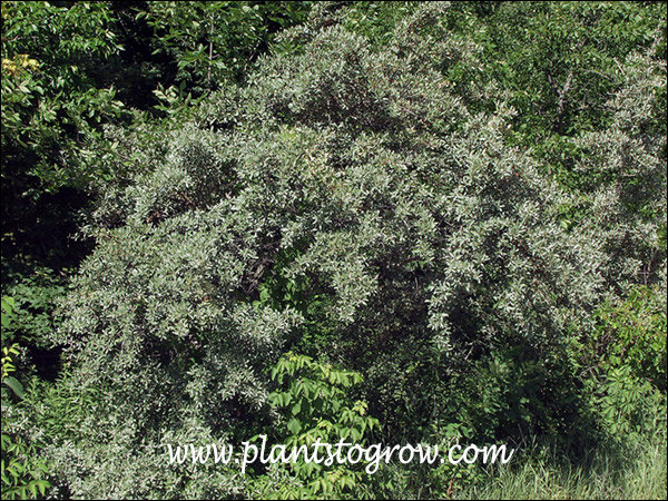 Autumn Olive (Elaeagnus umbellata)
The silvery-white foliage makes this plant standout from the rest of the plants.